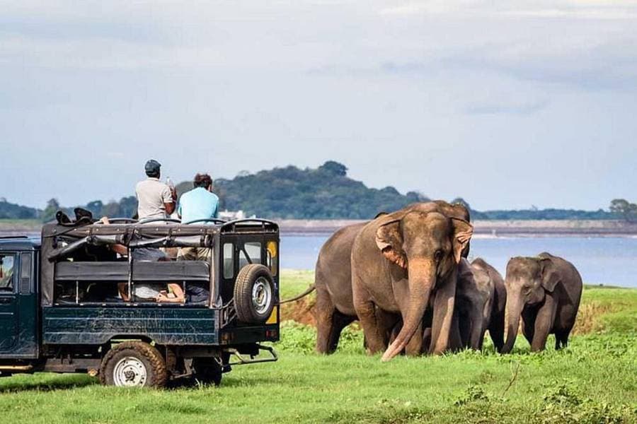 Sri Lanka safari wildlife near Minneriya corridor